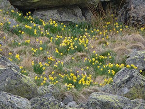 Daffodils in the Gredos - Narcissus pseudonarcissus © John Muddeman